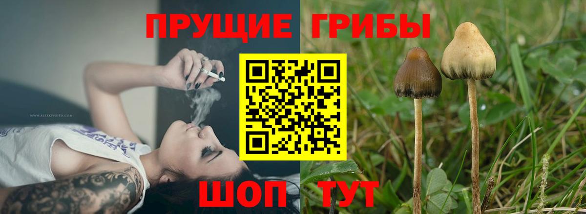 Псилоцибиновые грибы MAGIC MUSHROOMS  Вход с VPN  Качканар 